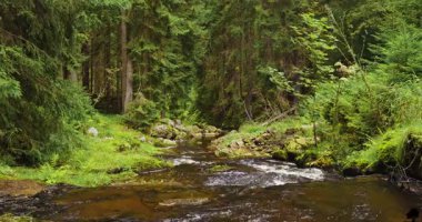 Bir ladin ormanındaki küçük bir orman deresinin üzerinde gerçek akan su sesleriyle yakalanmış, hafif sinematik bir üstgeçit. Rahatlama, meditasyon, farkındalık ve çevre doğa projeleri için ideal barışçıl doğal atmosfer..