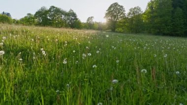 Yumuşak güneş ışığı ve öten kuşların gerçekçi sesleriyle çiçek açan bahar otlağının üzerinde hafif sinematik bir üstgeçit var. Sakin doğal atmosfer rahatlama, meditasyon, farkındalık ve huzurlu doğa sahneleri için idealdir..