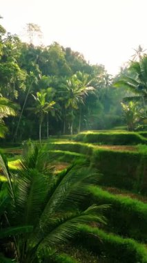 Sabahın erken saatlerinde Endonezya, Bali 'deki Tegalalang Rice Terasları' nın Huzurlu Uçuşu. Dikey Görünüm Oranı.