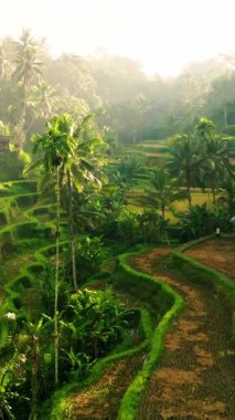 Sabahın erken saatlerinde Endonezya, Bali 'deki Tegalalang Rice Terasları' nın Huzurlu Uçuşu. Dikey Görünüm Oranı.