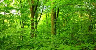 Taze bahar yeşillikleri ve yumuşak doğal ışıkla dolu bereketli bir kayın ormanında hafif sinematik uçuş. Yoğun yeşillikler arasında sakin bir hareket huzurlu ve rahatlatıcı bir doğa ortamı yaratır..