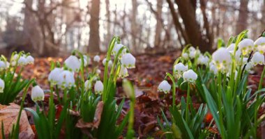 Sıcak gün ışığında çiçek açan kar damlaları arasında geriye doğru hareketli, narin beyaz çiçekler ve ilkbaharın başlarında orman zemininde taze yeşil yapraklar ortaya çıkarıyor..