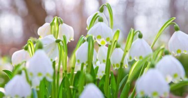 Sıcak gün ışığında çiçek açan kar damlaları arasında geriye doğru hareketli, narin beyaz çiçekler ve ilkbaharın başlarında orman zemininde taze yeşil yapraklar ortaya çıkarıyor..
