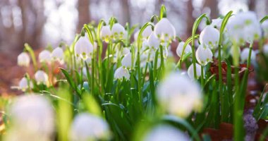 Sıcak gün ışığında çiçek açan kar damlaları arasında geriye doğru hareketli, narin beyaz çiçekler ve ilkbaharın başlarında orman zemininde taze yeşil yapraklar ortaya çıkarıyor..