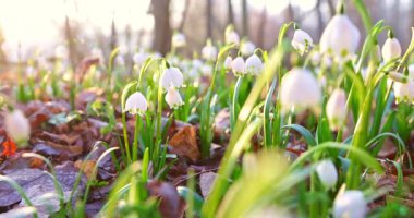 Sinematik yan kamera hareketi, ılık sabah güneşinde çiçek açan kardamlaları, narin beyaz çiçekleri ve ilkbaharın başında orman zemininde taze yeşil yaprakları yakalıyor..