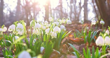 Sıcak gün ışığında çiçek açan kar damlaları arasında geriye doğru hareketli, narin beyaz çiçekler ve ilkbaharın başlarında orman zemininde taze yeşil yapraklar ortaya çıkarıyor..