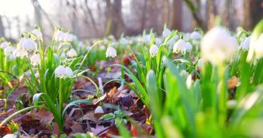 Sinematik yan kamera hareketi, ılık sabah güneşinde çiçek açan kardamlaları, narin beyaz çiçekleri ve ilkbaharın başında orman zemininde taze yeşil yaprakları yakalıyor..