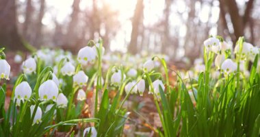 Sinematik yan kamera hareketi, ılık sabah güneşinde çiçek açan kardamlaları, narin beyaz çiçekleri ve ilkbaharın başında orman zemininde taze yeşil yaprakları yakalıyor..