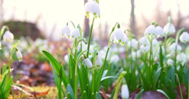 Sinematik yan kamera hareketi, ılık sabah güneşinde çiçek açan kardamlaları, narin beyaz çiçekleri ve ilkbaharın başında orman zemininde taze yeşil yaprakları yakalıyor..