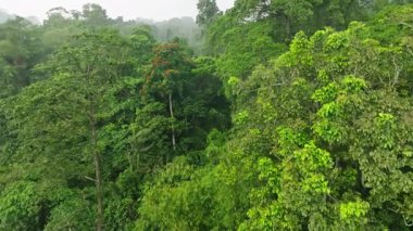 Endonezya, Bali 'deki Orman Ormanı ve Akıntı üzerindeki Peaceful Smooth Uçuşu. Ağaçların Üzerinde Yavaş Sinek, Palmiyeli Tropikal Manzara ve Yeşillik Yeşil Bitki.
