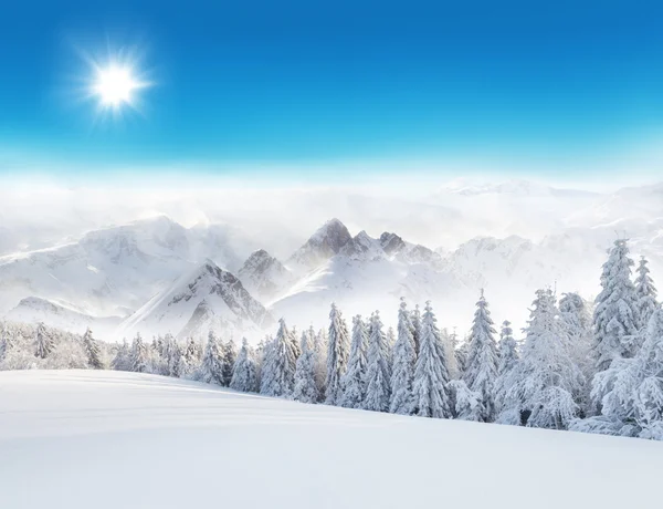 Winter snowy landscape — Stock Photo, Image