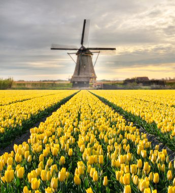 Hollanda yel değirmenli canlı laleler