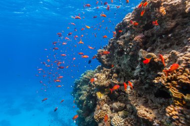 Mercan ve Red Sea'deki/daki tropikal balık