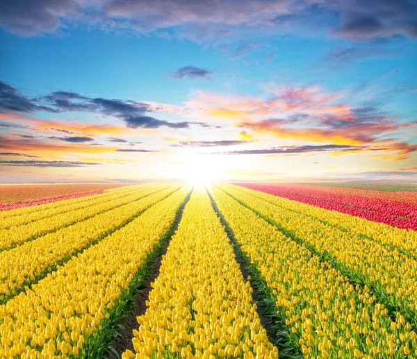 Mooie tulpen veld in Nederland — Stockfoto