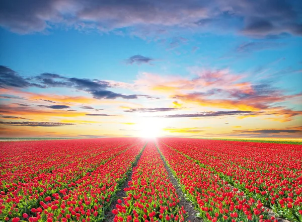 Beautiful tulips field in the Netherlands — Stock Photo, Image