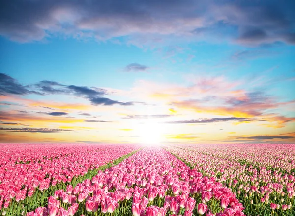 Mooie tulpen veld in Nederland — Stockfoto