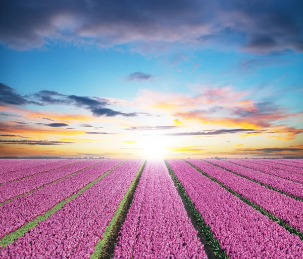 Beautiful tulips field in the Netherlands — Stock Photo, Image