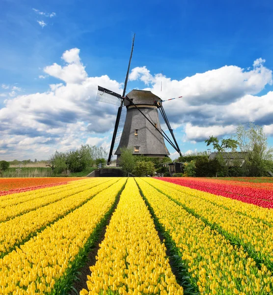 Campo de tulipas vibrantes com moinho de vento holandês — Fotografia de Stock