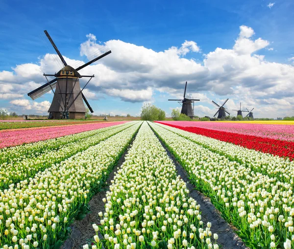 Lebendiges Tulpenfeld mit holländischen Windmühlen — Stockfoto