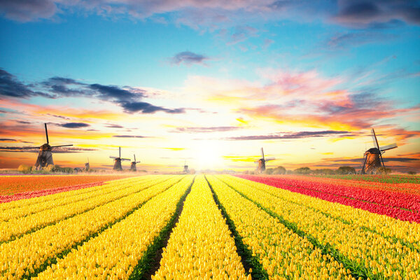 Vibrant tulips field with Dutch windmills