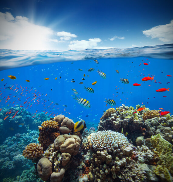 Underwater coral reef with horizon and water waves