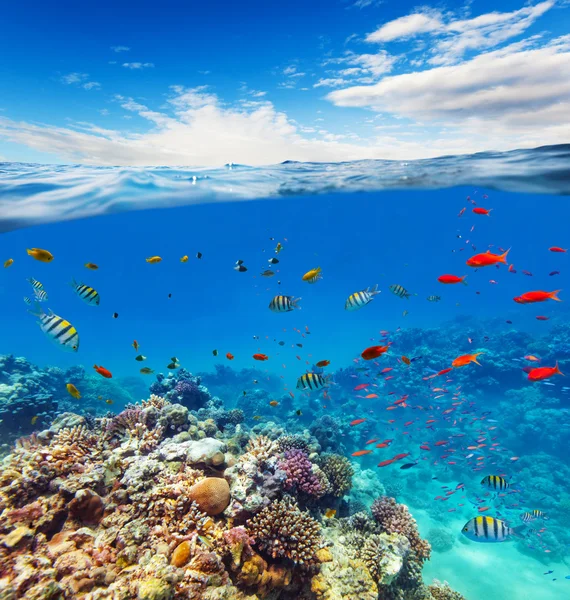 Recife de coral subaquático com horizonte e ondas de água — Fotografia de Stock