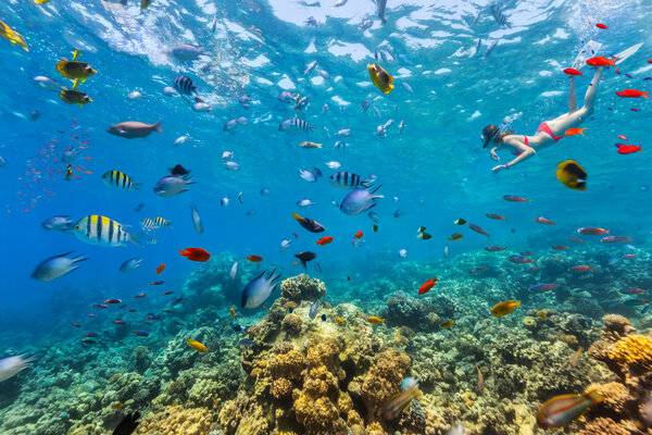 Female freediver floating at coral reef