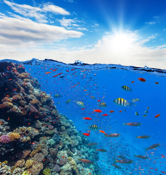 Barriera corallina subacquea con orizzonte e onde d'acqua — Foto Stock