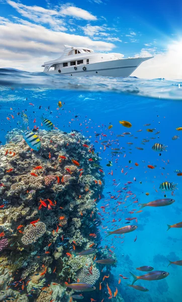 Barriera corallina subacquea con orizzonte e superficie dell'acqua — Foto Stock