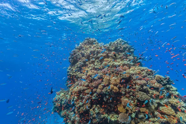 Arrecife de Coral y Peces Tropicales en Mar Rojo — Foto de Stock