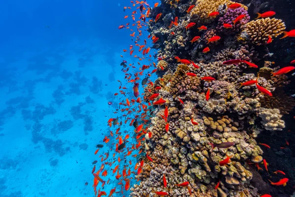 Mercan ve Red Sea'deki/daki tropikal balık — Stok fotoğraf