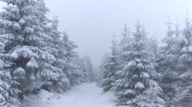 Kış orman yoluyla havadan görüntüleri