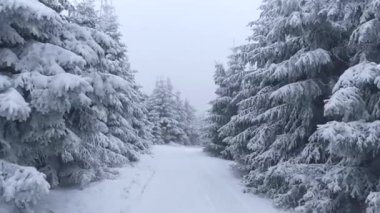 Kış orman yoluyla havadan görüntüleri