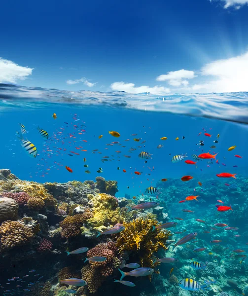 Arrecife de coral submarino con horizonte y superficie de agua dividida por línea de flotación — Foto de Stock