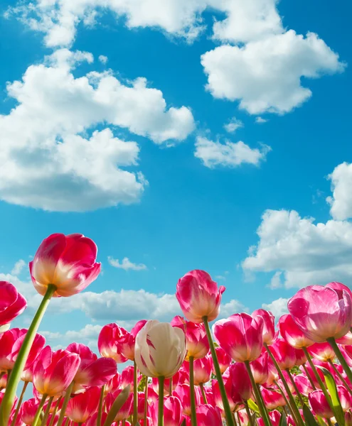 Krásné tulipány pole v Nizozemsku — Stock fotografie