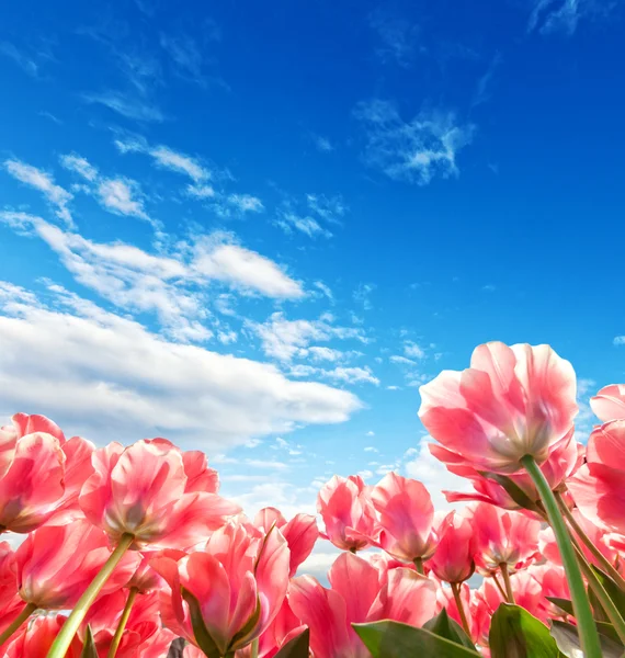 Belo campo de tulipas na Holanda — Fotografia de Stock