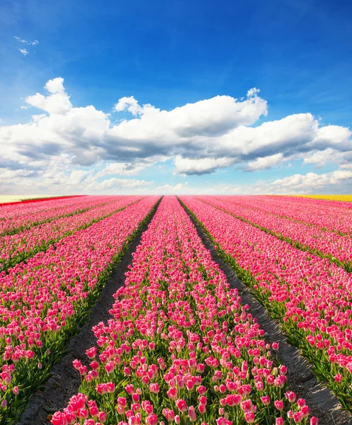 Hermoso campo de tulipanes en Holanda —  Fotos de Stock