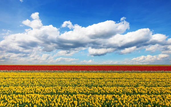 Mooie tulpen veld in Nederland — Stockfoto