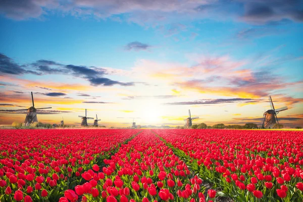 Campo de tulipas vibrantes com moinho de vento holandês — Fotografia de Stock