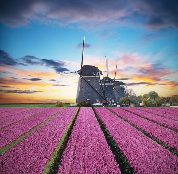 네덜란드 풍차와 함께 있는 삼엽충 튤립 밭 — 스톡 사진