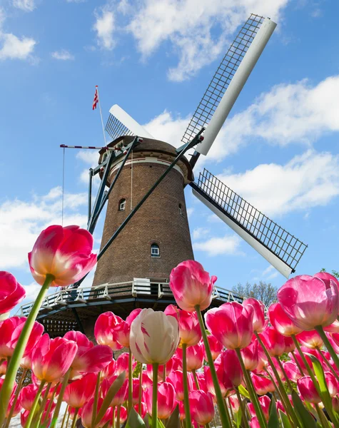 Champ de tulipes vibrantes avec moulin à vent néerlandais — Photo