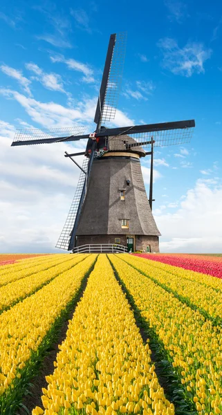 Lebendiges Tulpenfeld mit holländischer Windmühle — Stockfoto