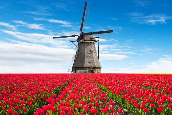 Levendig tulpenveld met Nederlandse windmolen — Stockfoto