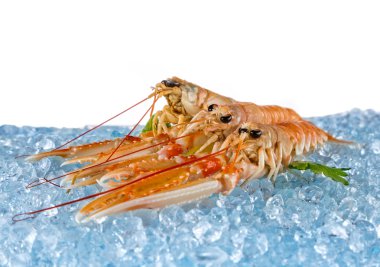 Beyaz arka plan üzerinde izole taze ıstakoz