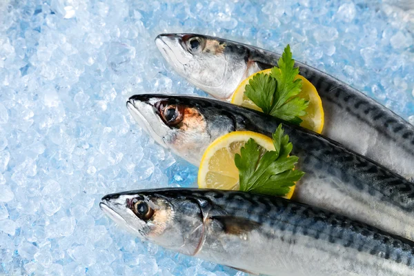 Peces colocados en la deriva de hielo —  Fotos de Stock