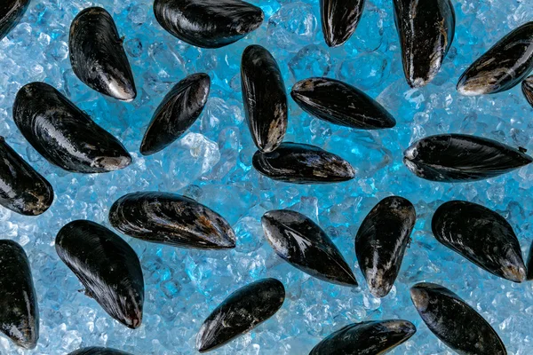 Moules fraîches sur la dérive de glace — Photo