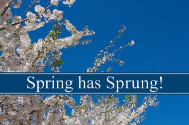 Spring has Sprung Message clipart