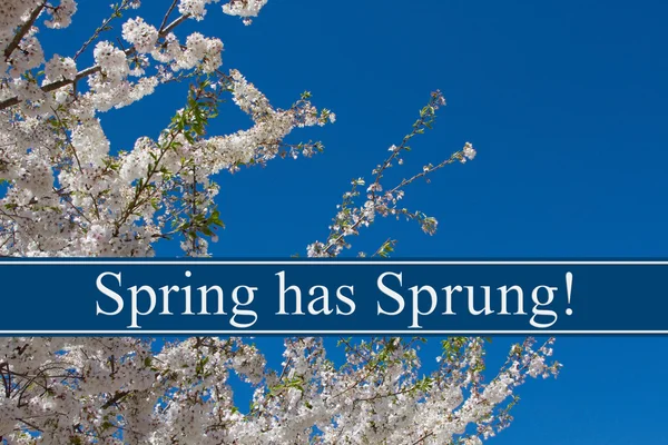 Spring has Sprung Message — Stockfoto