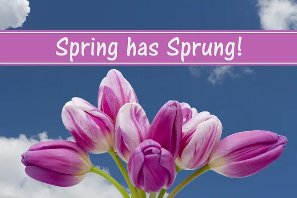 La primavera ha brotado Mensaje —  Fotos de Stock