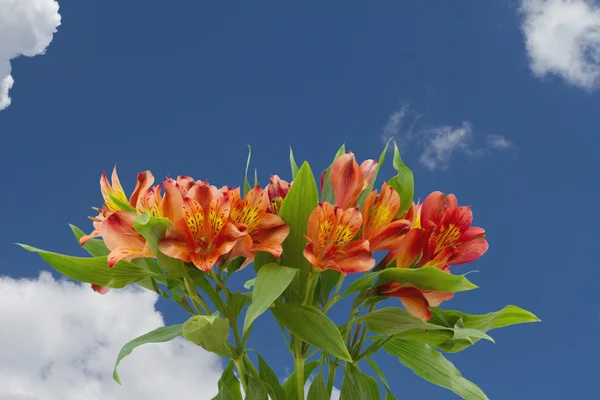 Orange and Yellow Lilies Bouquet